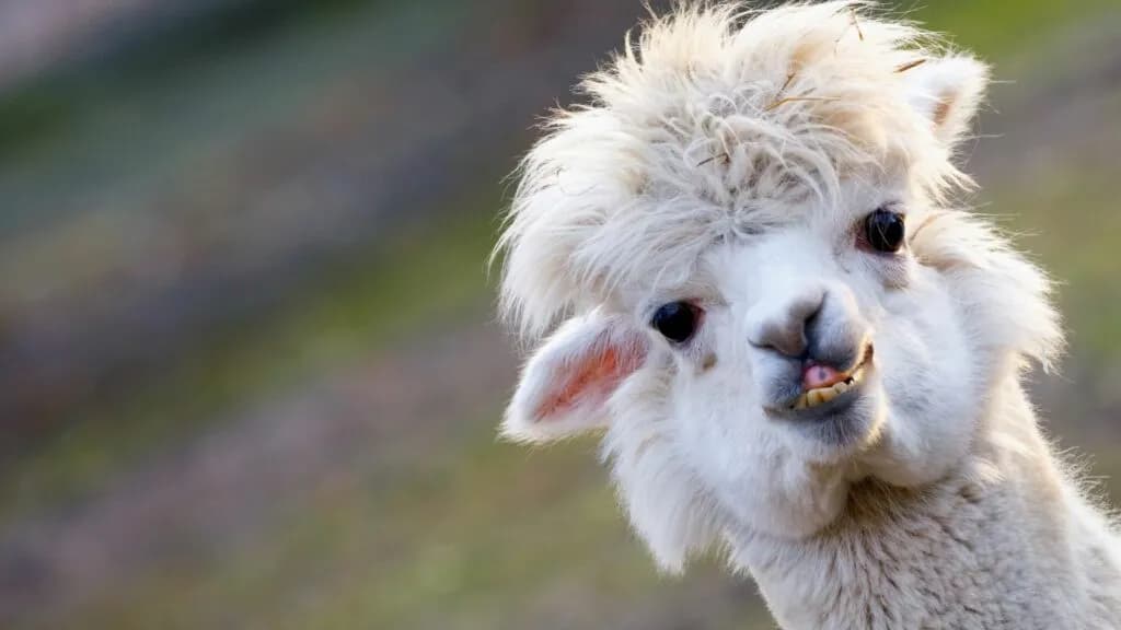 Llama