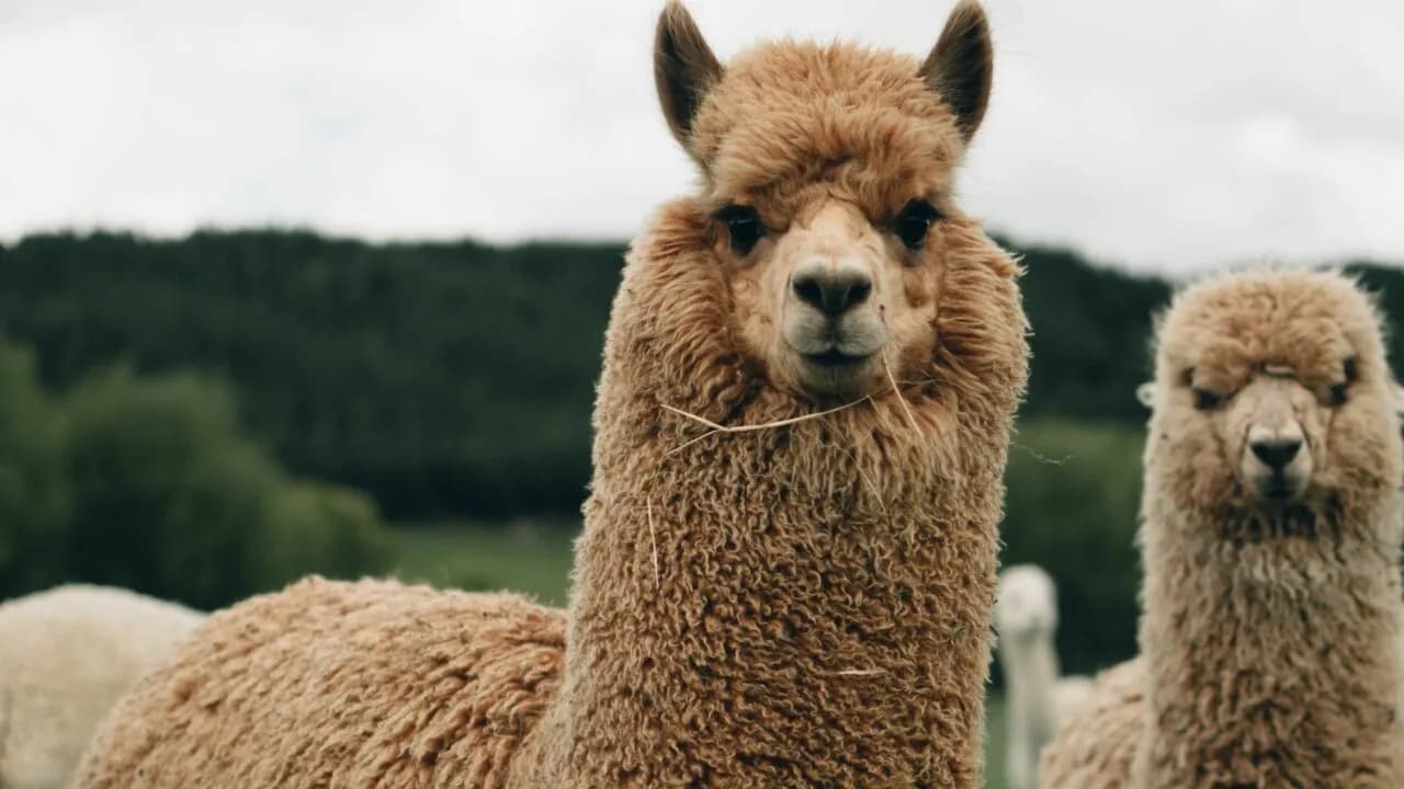 Llama